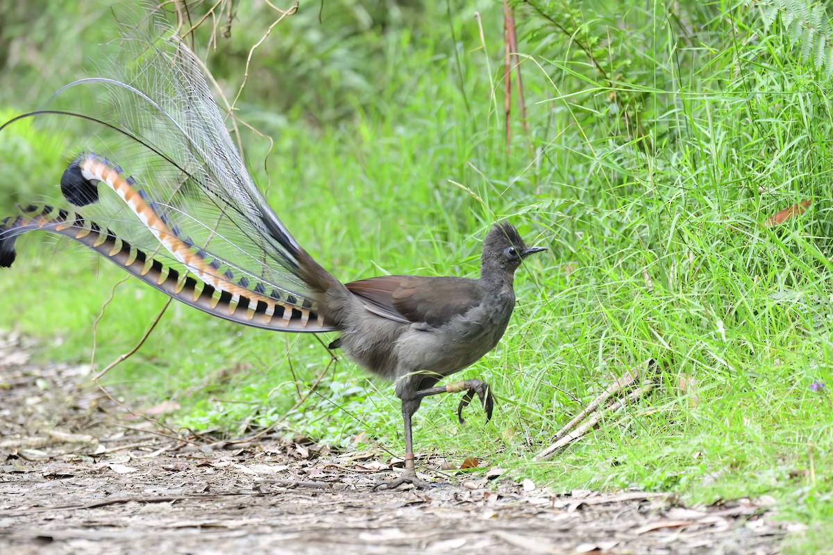 Superb Lyrebird - Ken Crawley