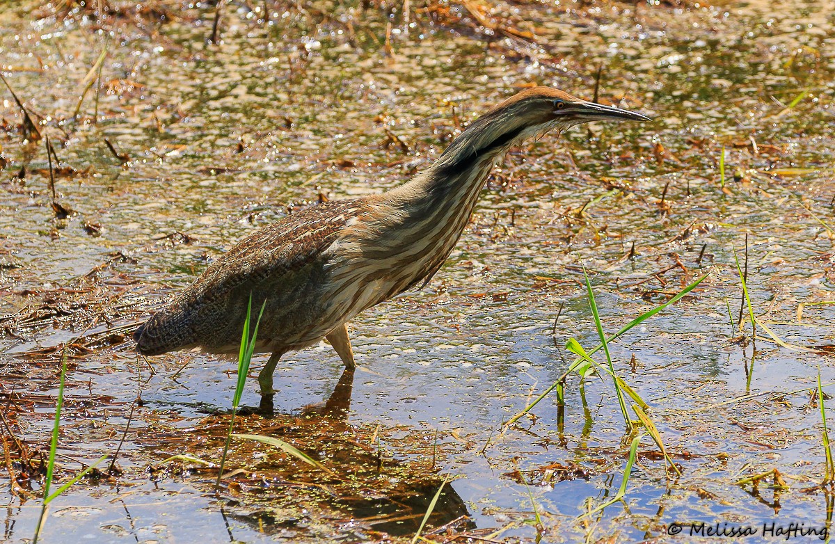 American Bittern - Melissa Hafting