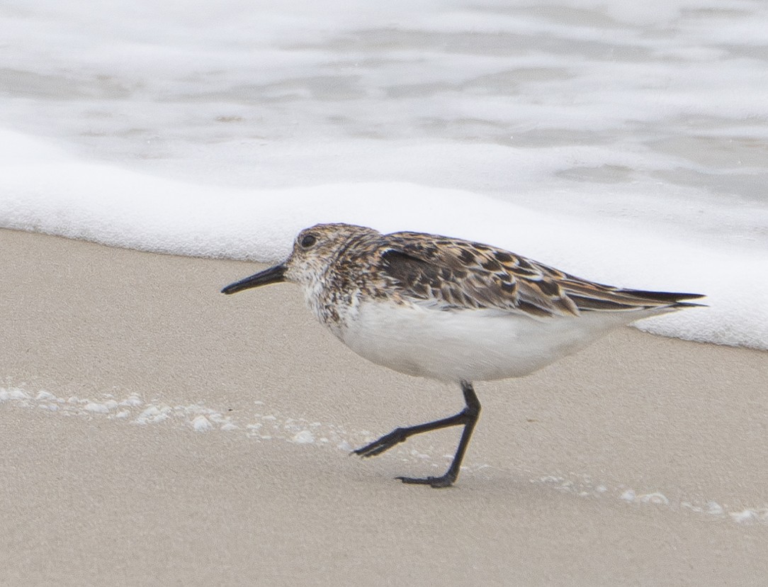 Sanderling - Elizabeth Crouthamel