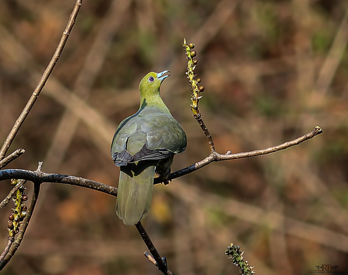 Wedge-tailed Green-Pigeon - Rajeev Bisht