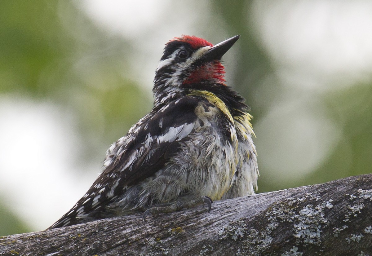 Yellow-bellied Sapsucker - Tom Devecseri