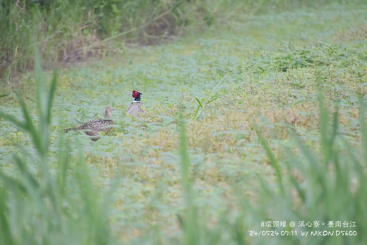 Ring-necked Pheasant - 育民 翁