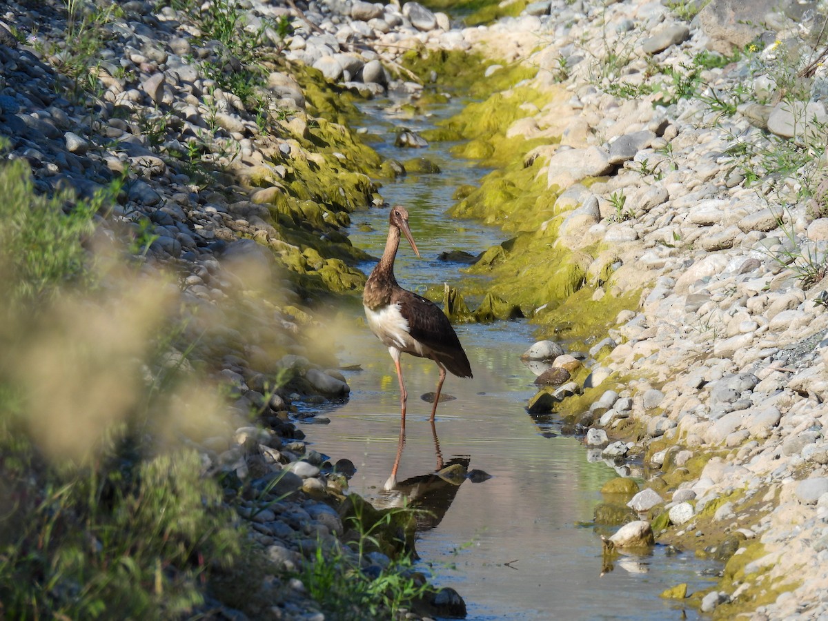 Black Stork - Anastasiya Dragun