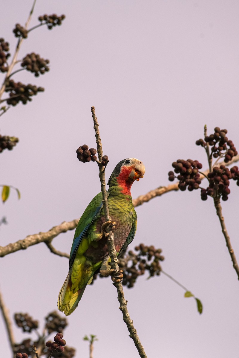Cuban Parrot - José Alberto Pérez Hechavarría