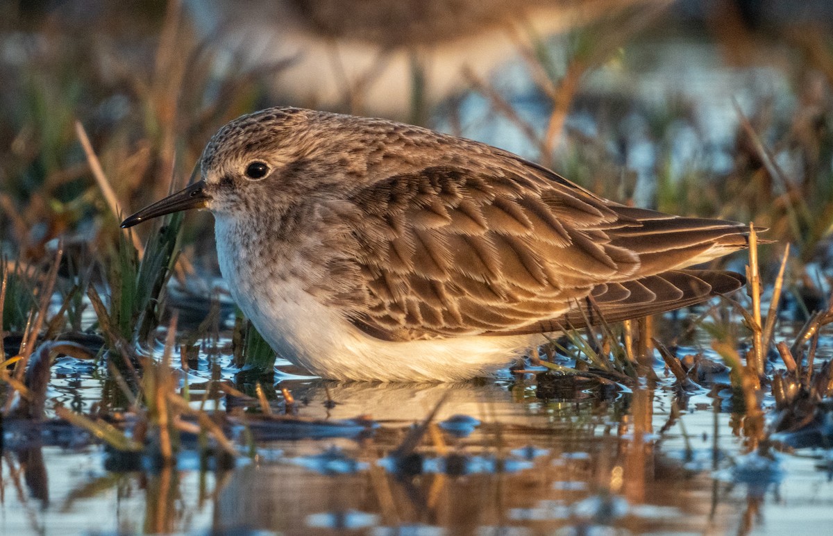 Least Sandpiper - Kellen Apuna