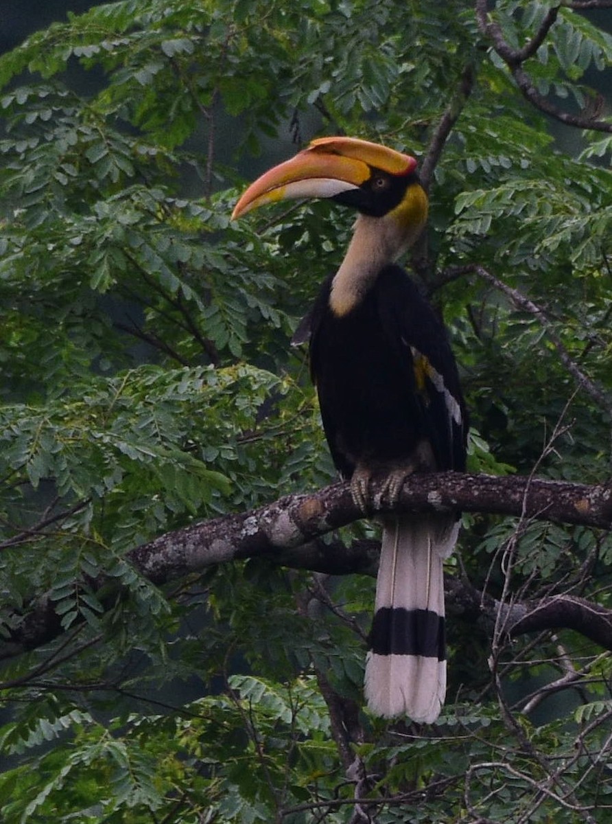 Great Hornbill - Dibyendu Saha