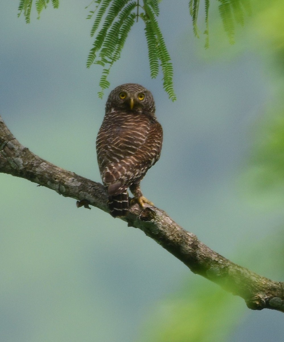 Asian Barred Owlet - Dibyendu Saha