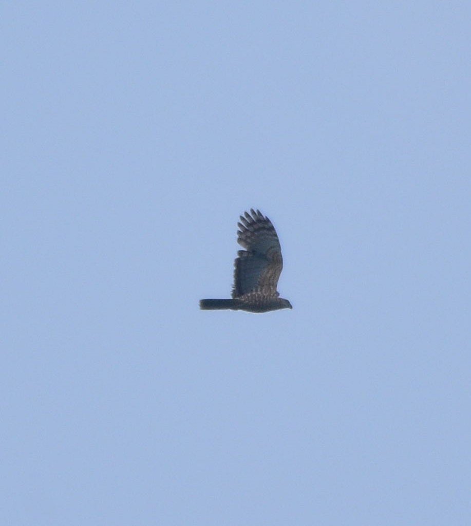 Crested Goshawk - ML619517484