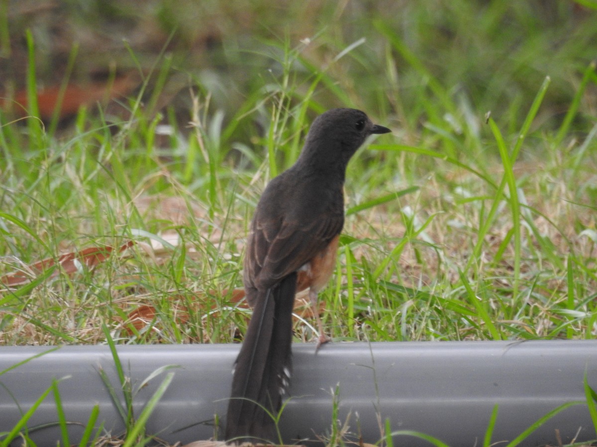 White-rumped Shama - 品諭 陳