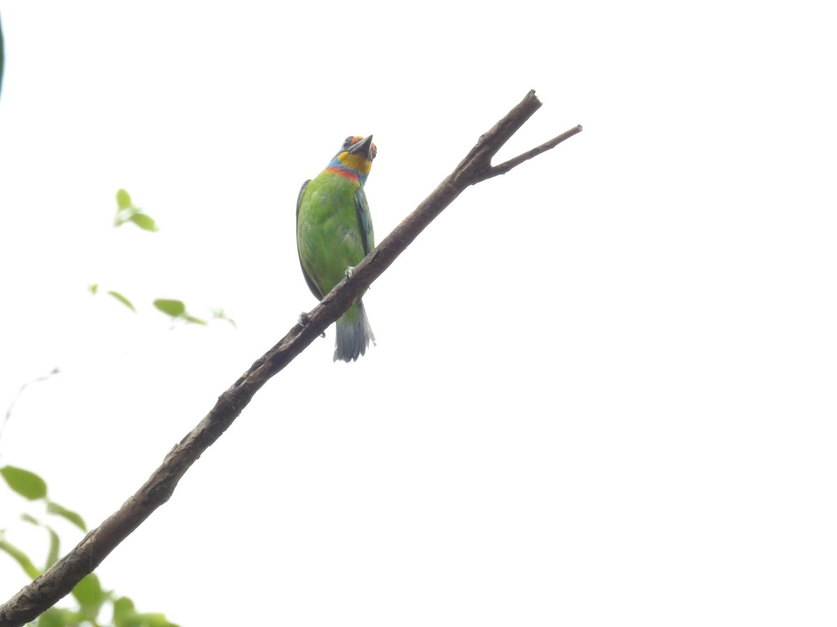 Taiwan Barbet - 品諭 陳