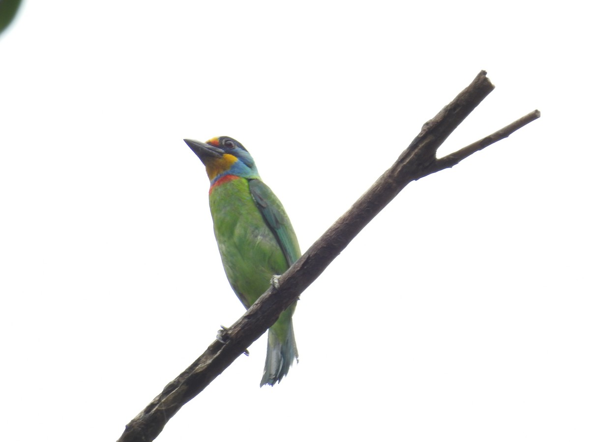 Taiwan Barbet - 品諭 陳