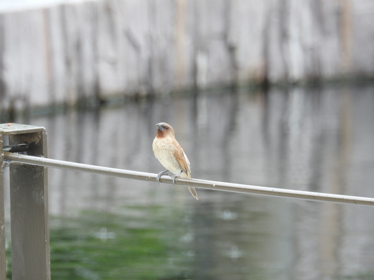 Scaly-breasted Munia - 品諭 陳