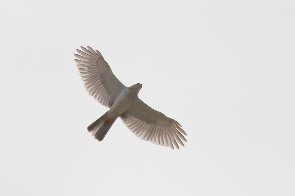 Gray Goshawk - Paul Lynch