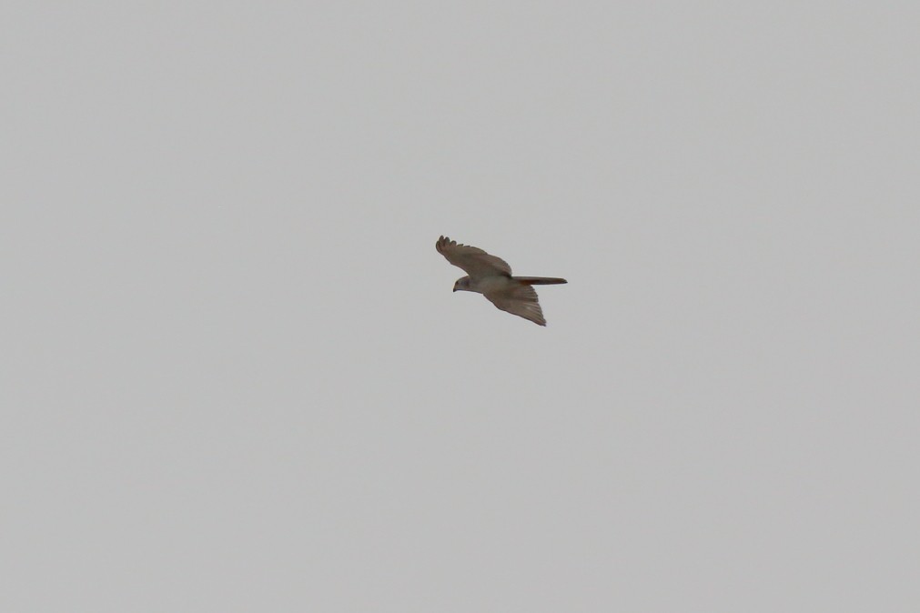 Gray Goshawk - Paul Lynch