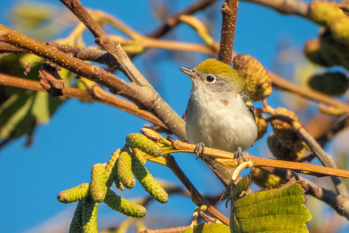 Chestnut-sided Warbler - Kellen Apuna