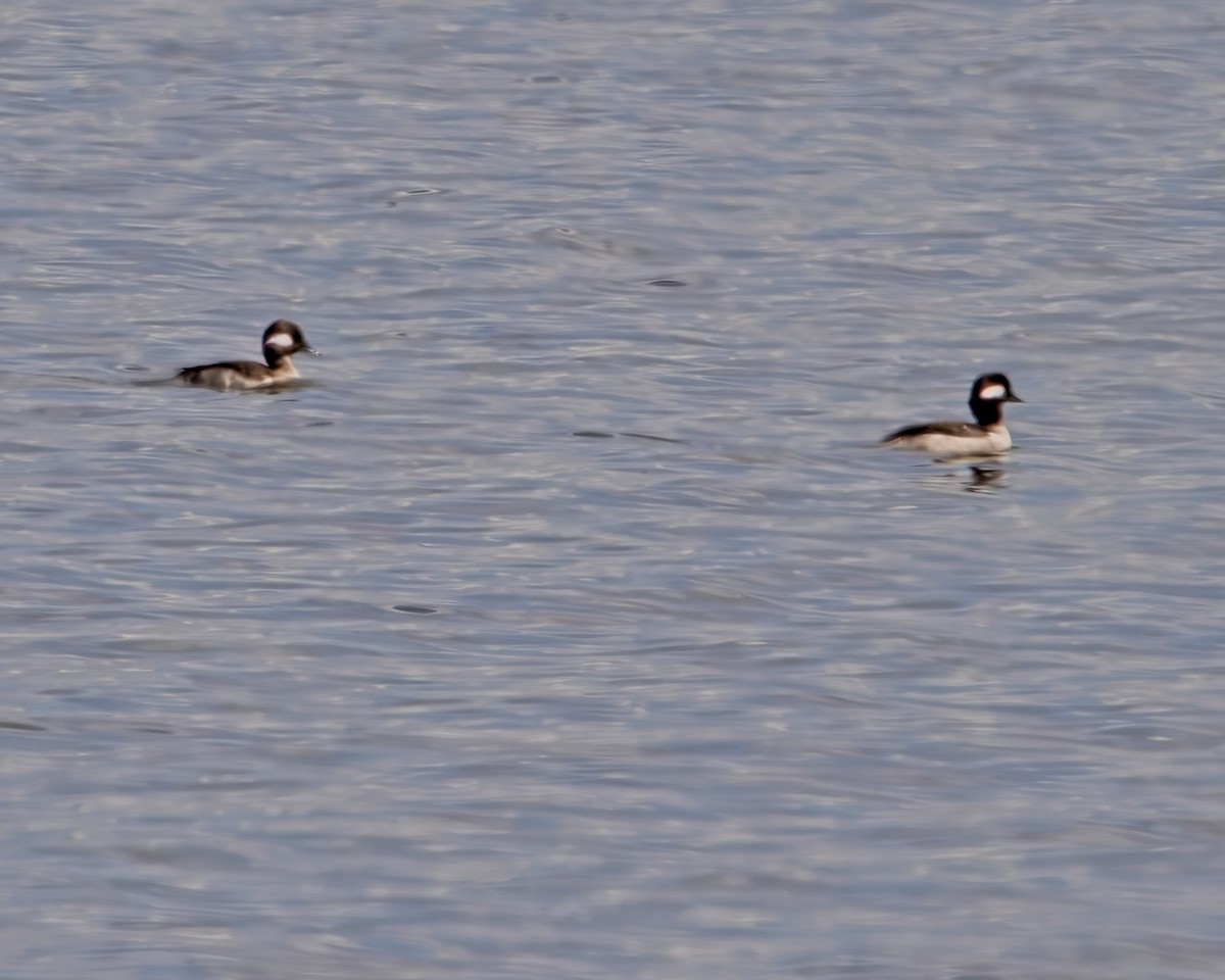 Bufflehead - Frank Letniowski