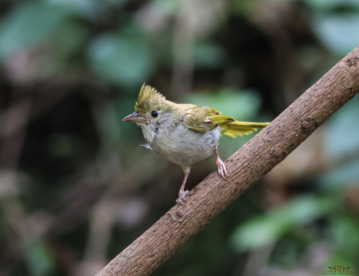 White-bellied Erpornis - Rajeev Bisht