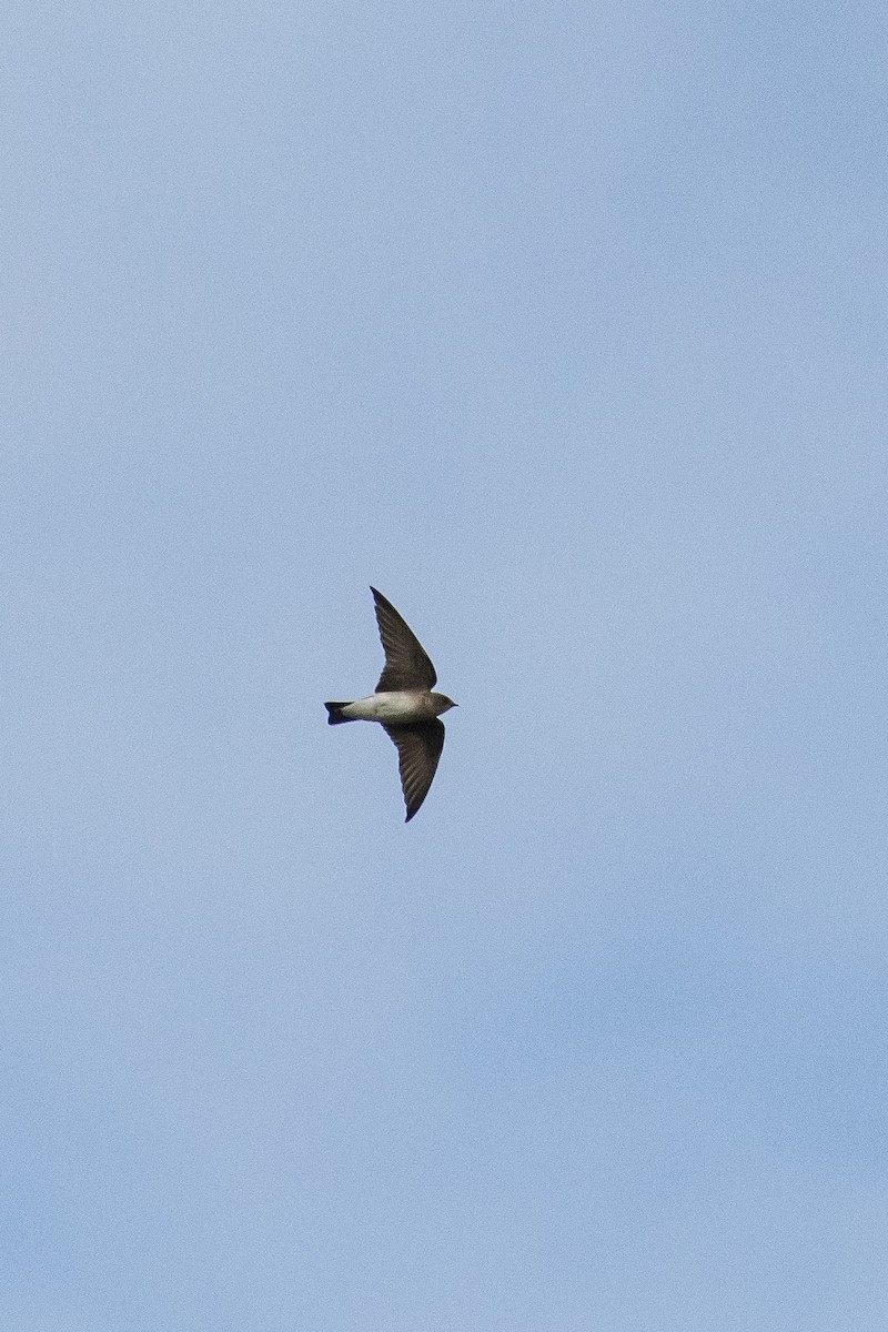 Northern Rough-winged Swallow - José Alberto Pérez Hechavarría