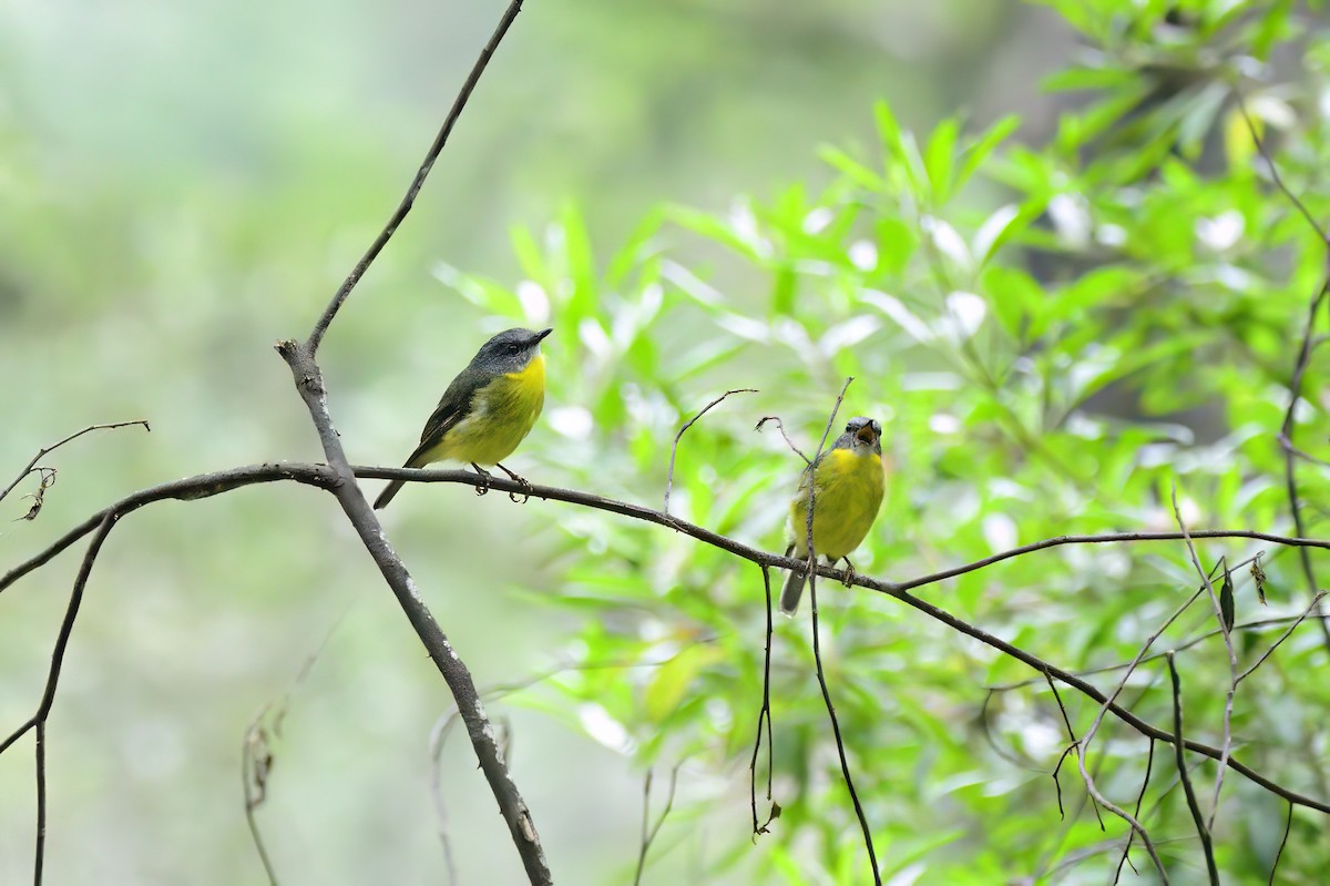 Eastern Yellow Robin - Ken Crawley