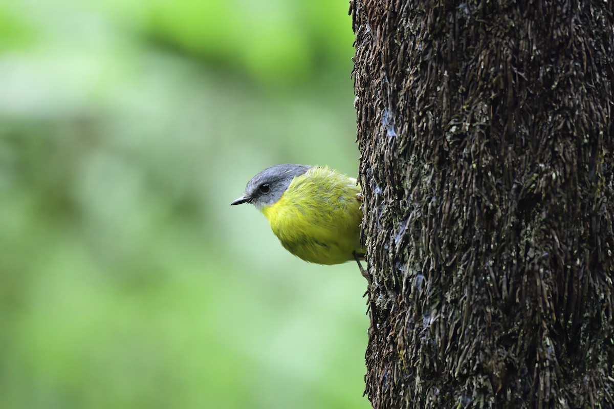 Eastern Yellow Robin - Ken Crawley