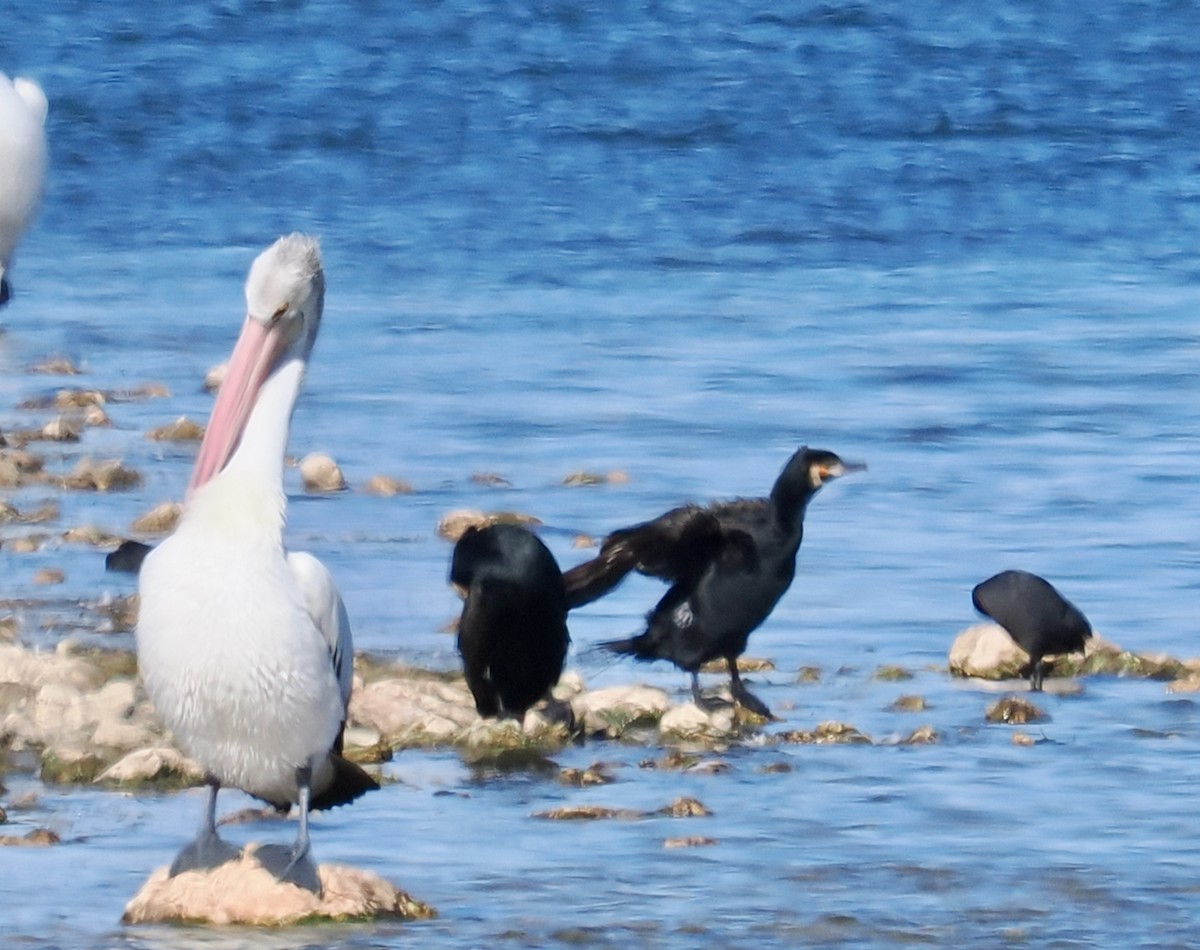 kormorán velký (ssp. novaehollandiae) - ML619517511