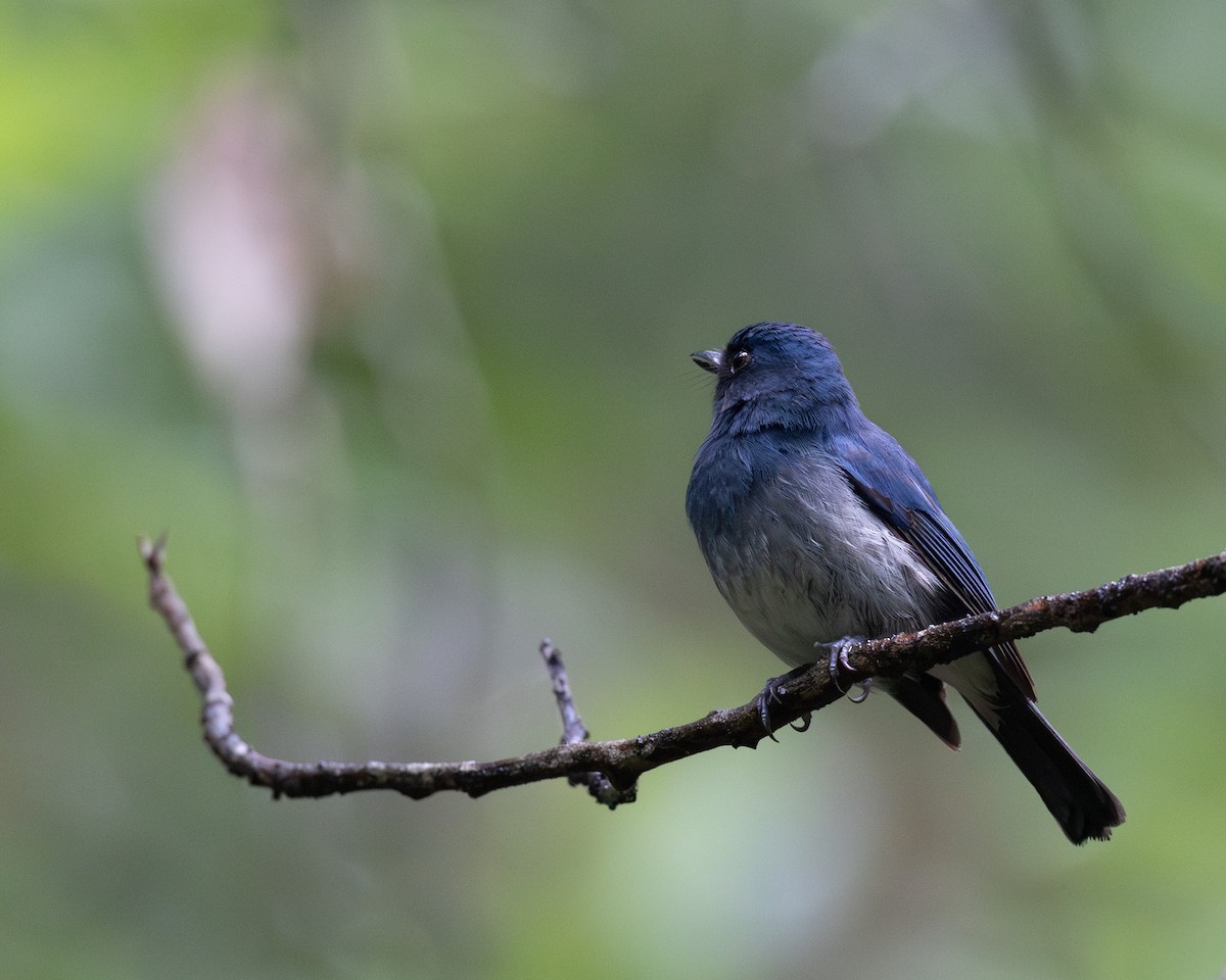 White-bellied Blue Flycatcher - Varun Sharma