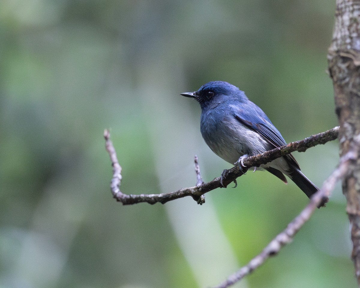 White-bellied Blue Flycatcher - ML619517519