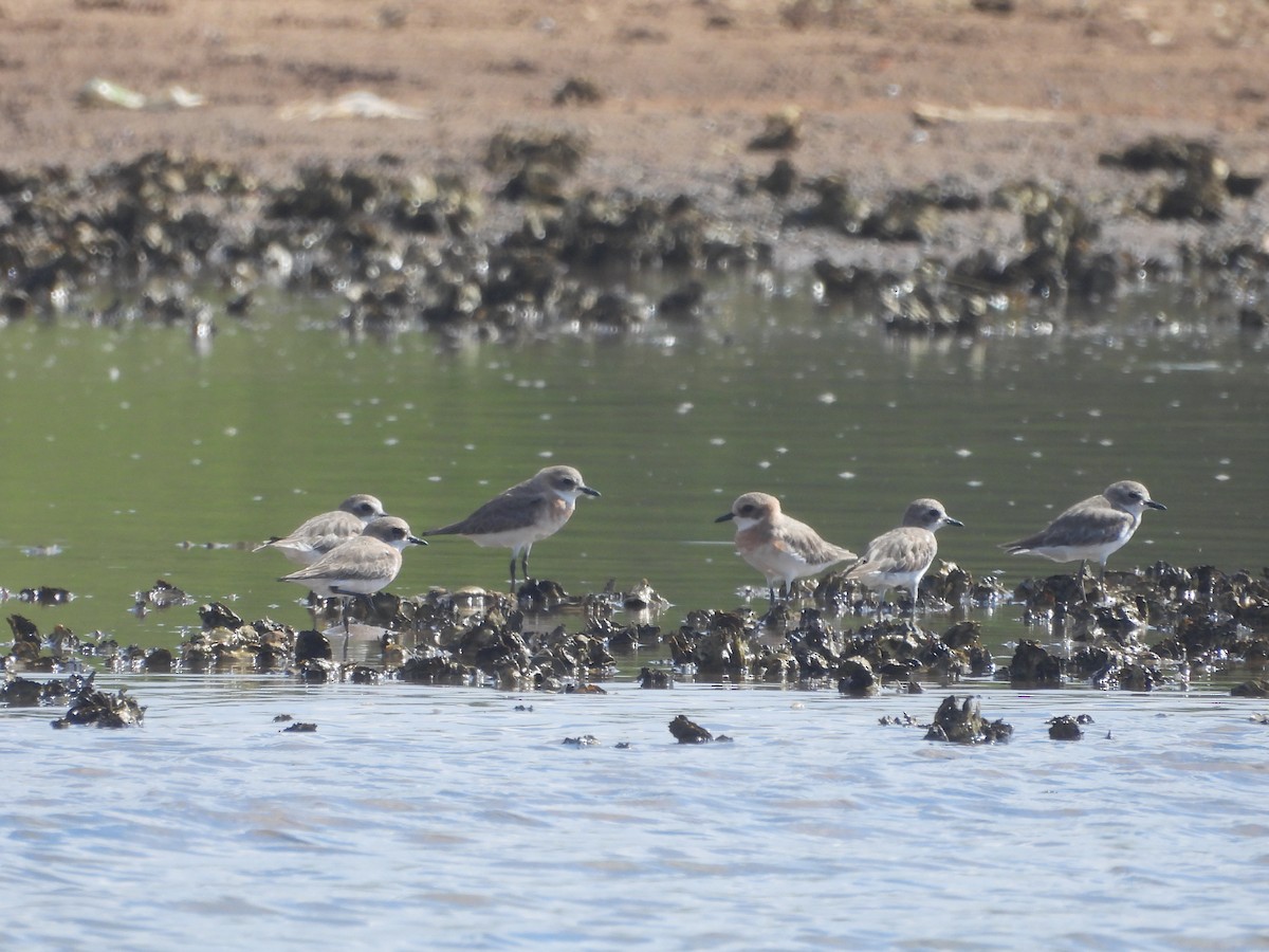 Tibetan Sand-Plover - Vivek Rathod