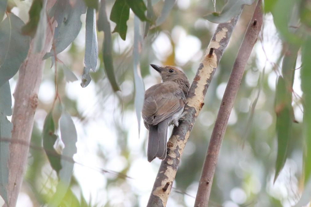 Gray Shrikethrush - Paul Lynch