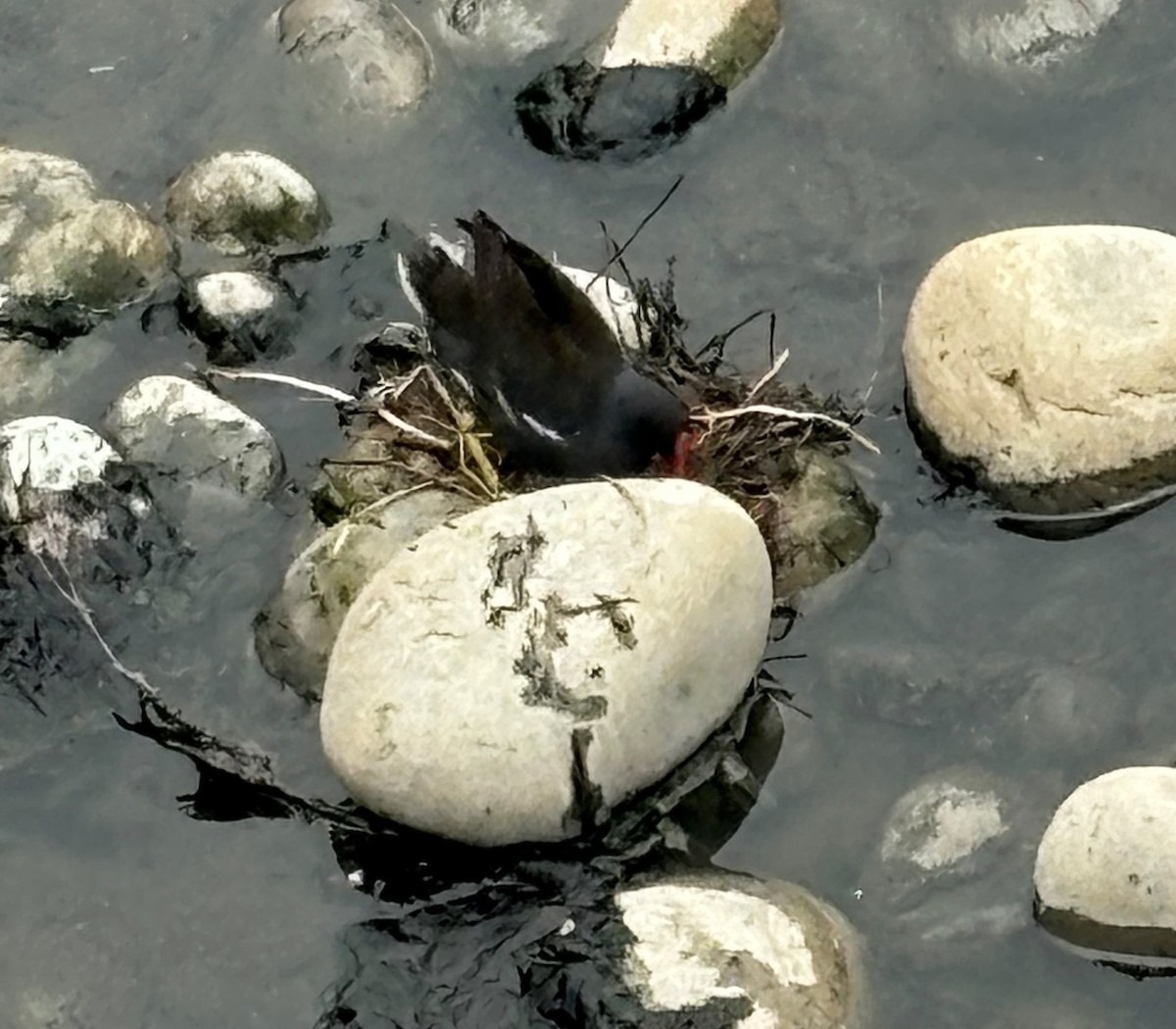 Eurasian Moorhen - MIAOLING HSIEH