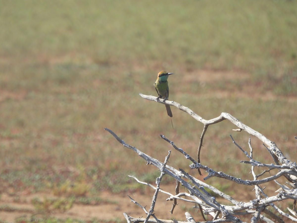Asian Green Bee-eater - Vivek Rathod