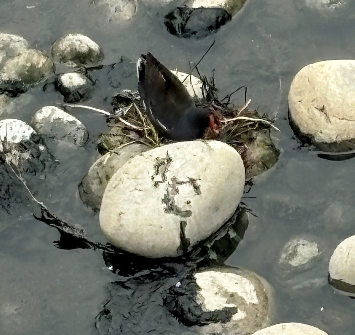 Eurasian Moorhen - MIAOLING HSIEH