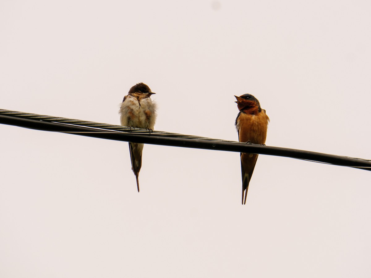 Barn Swallow - ML619517533