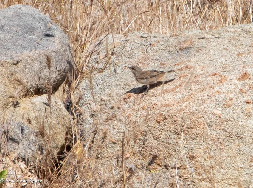 Rock Wren - ML619517534