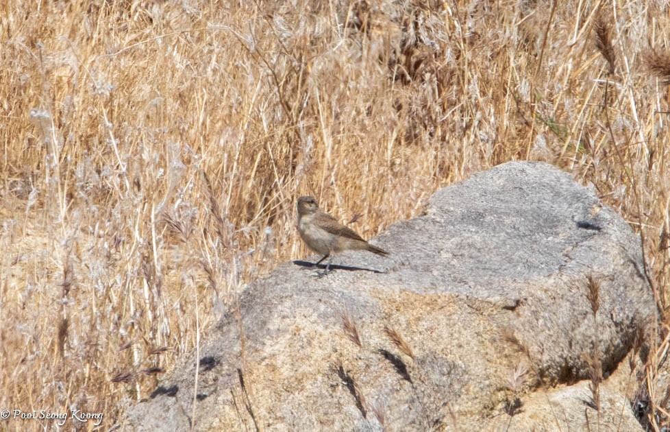 Rock Wren - Pooi Seong Koong