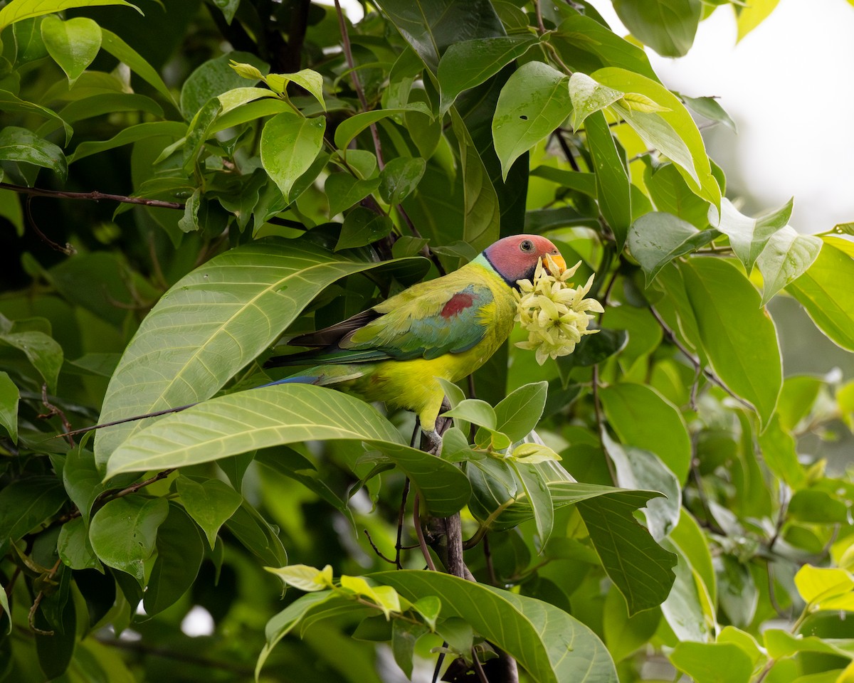 Plum-headed Parakeet - Varun Sharma