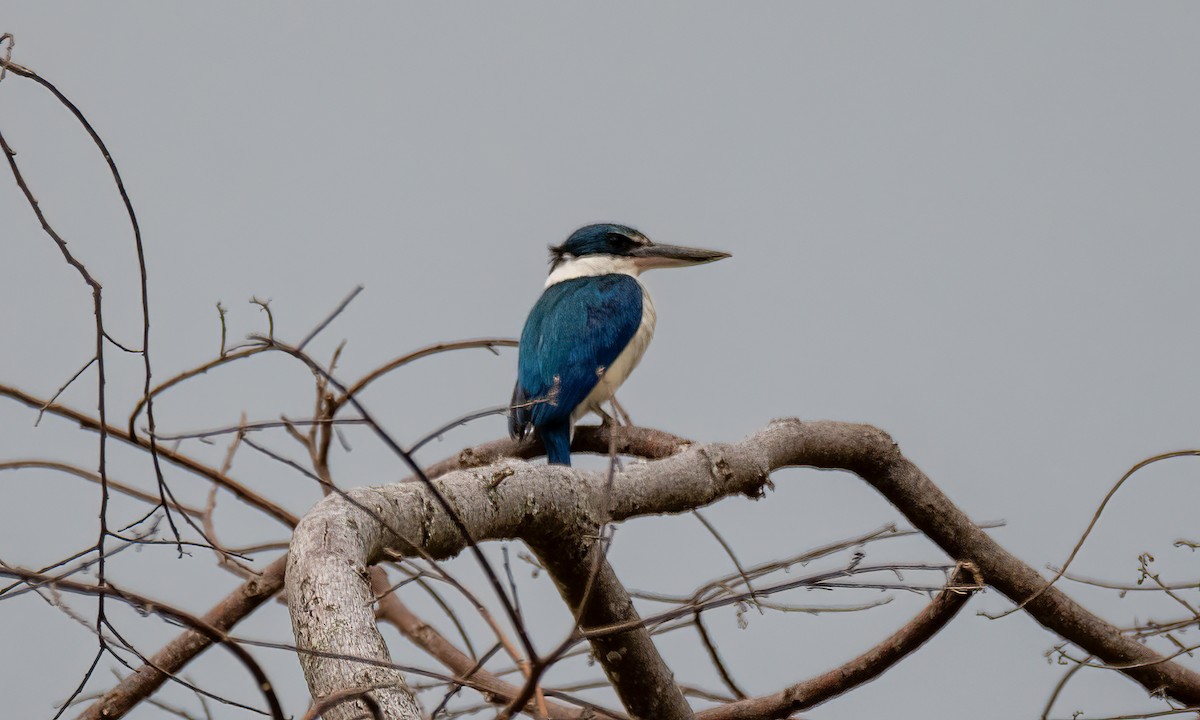 Collared Kingfisher - Koren Mitchell