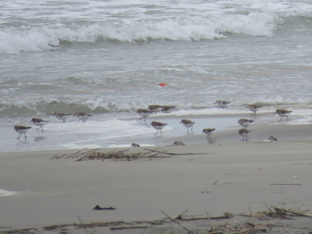 shorebird sp. - Christine W.