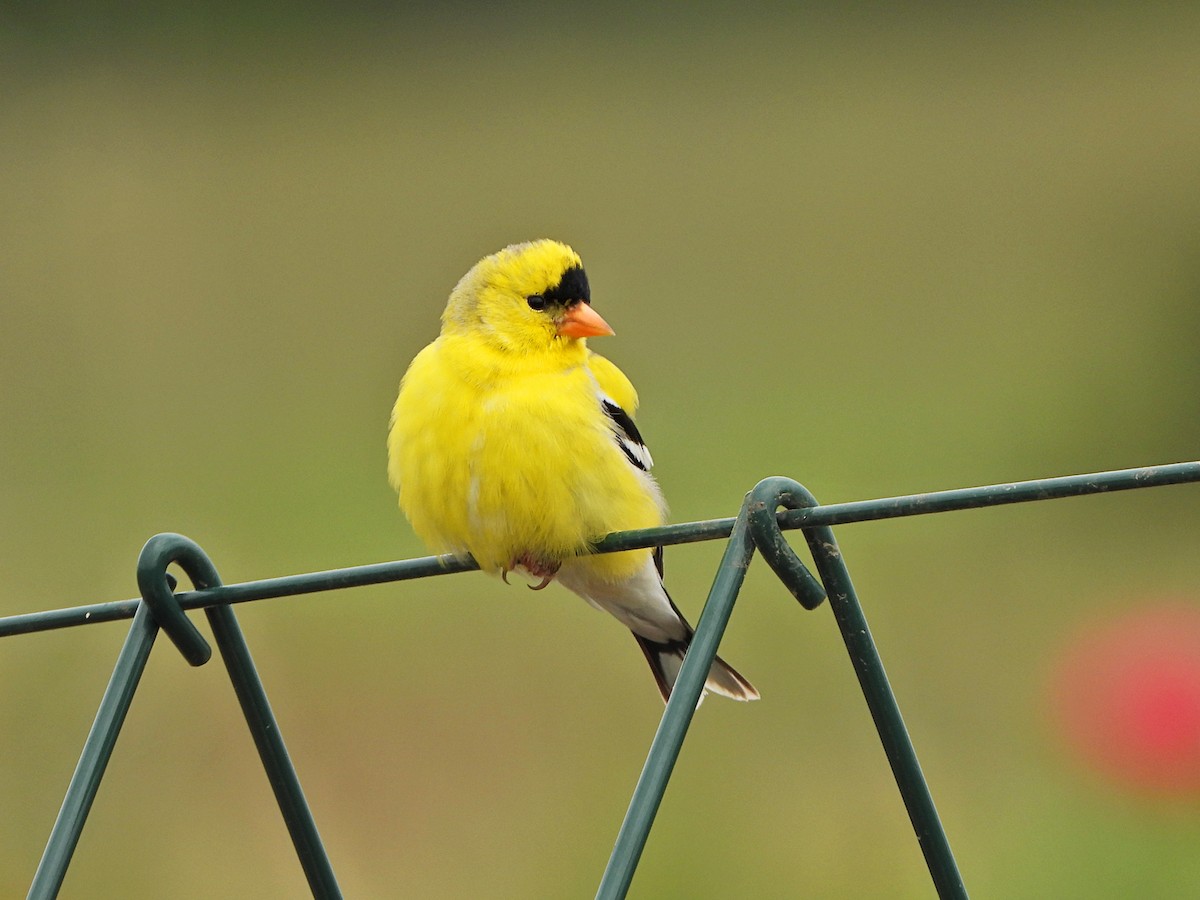 American Goldfinch - Andrew Ray