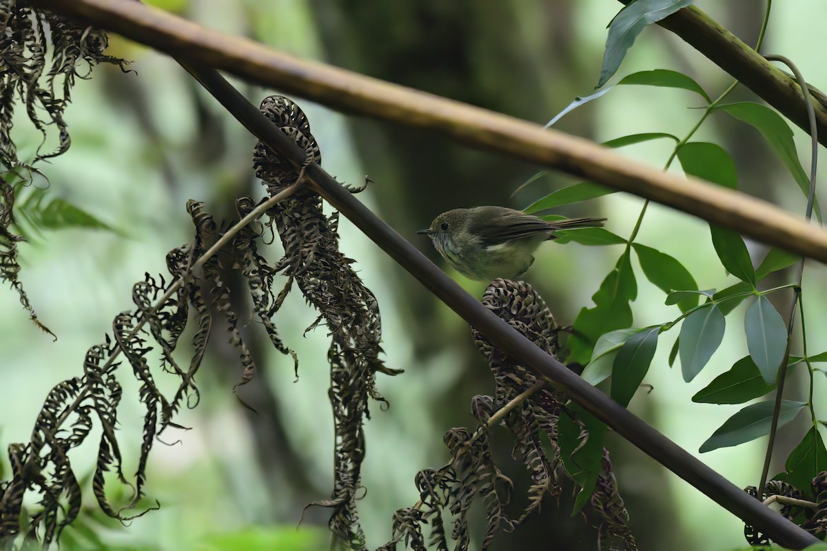 Brown Thornbill - Ken Crawley