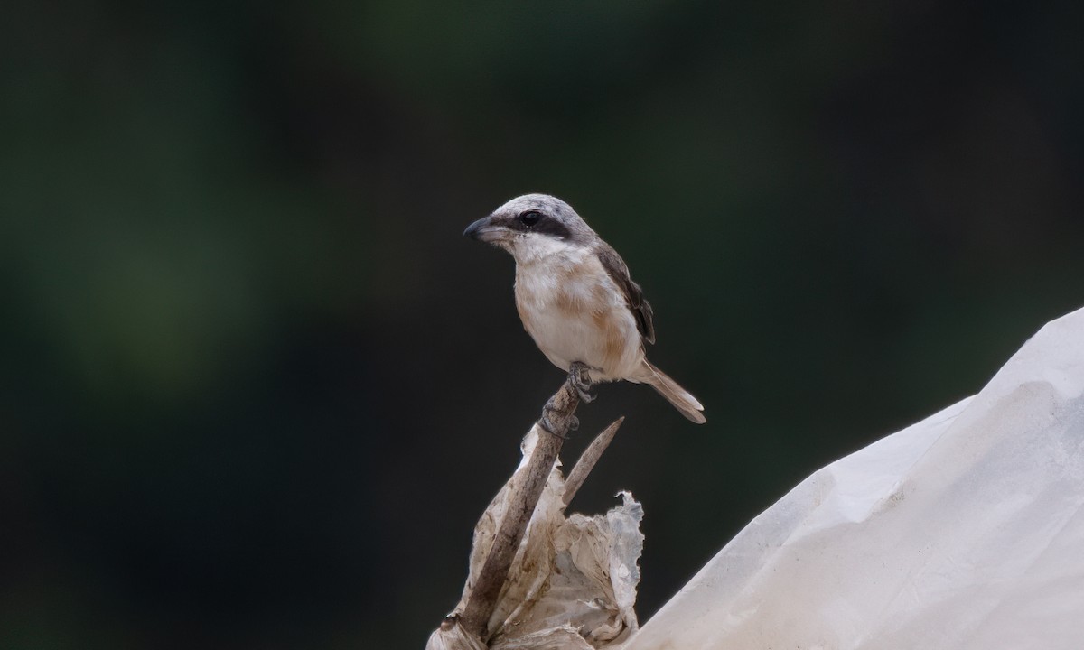 Brown Shrike (Philippine) - Koren Mitchell