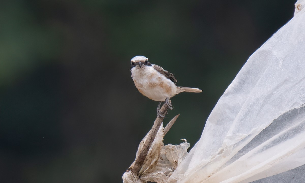 Brown Shrike (Philippine) - Koren Mitchell