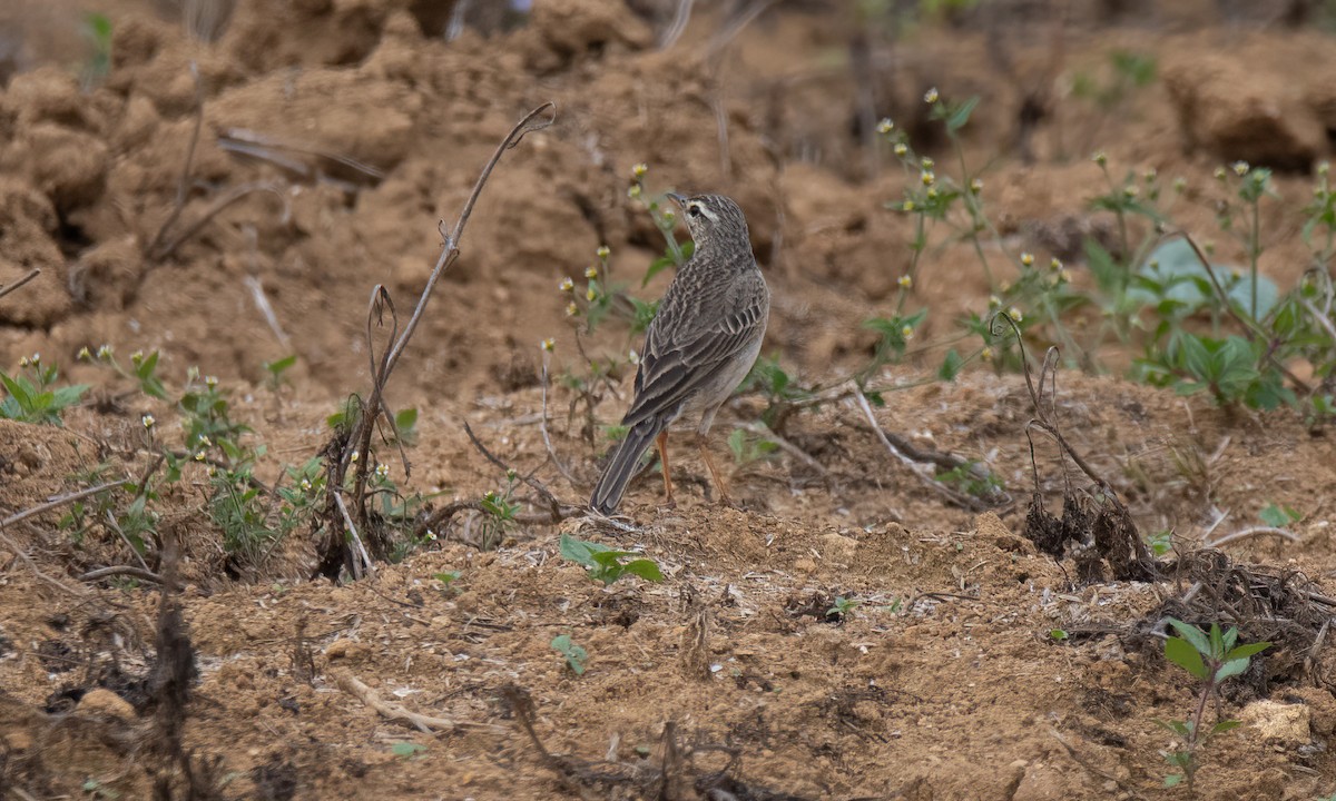 Paddyfield Pipit - Koren Mitchell