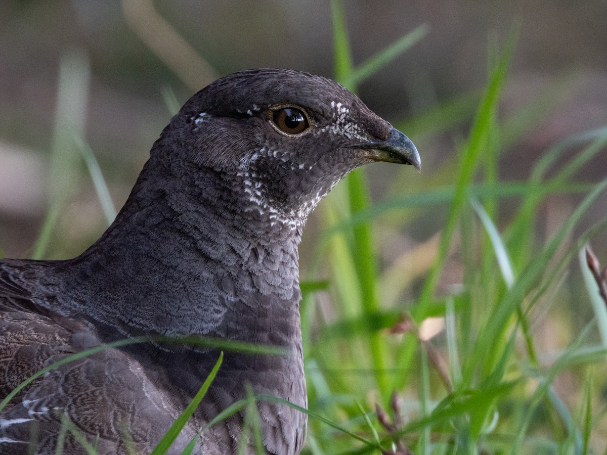 Sooty Grouse - ML619517562