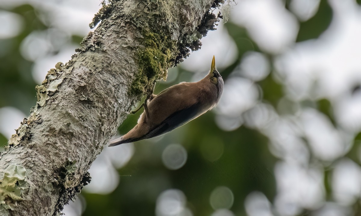 Sulphur-billed Nuthatch - ML619517564