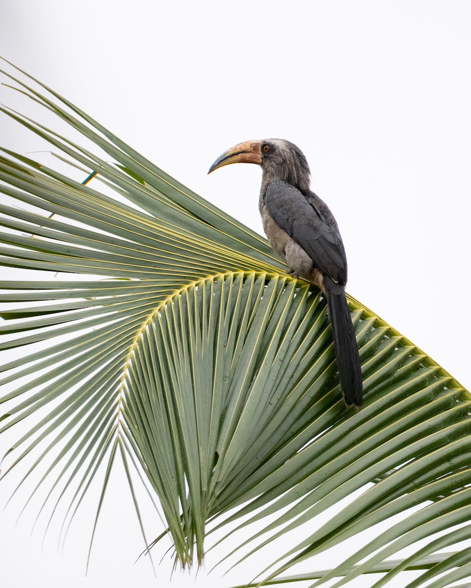 Malabar Gray Hornbill - Varun Sharma