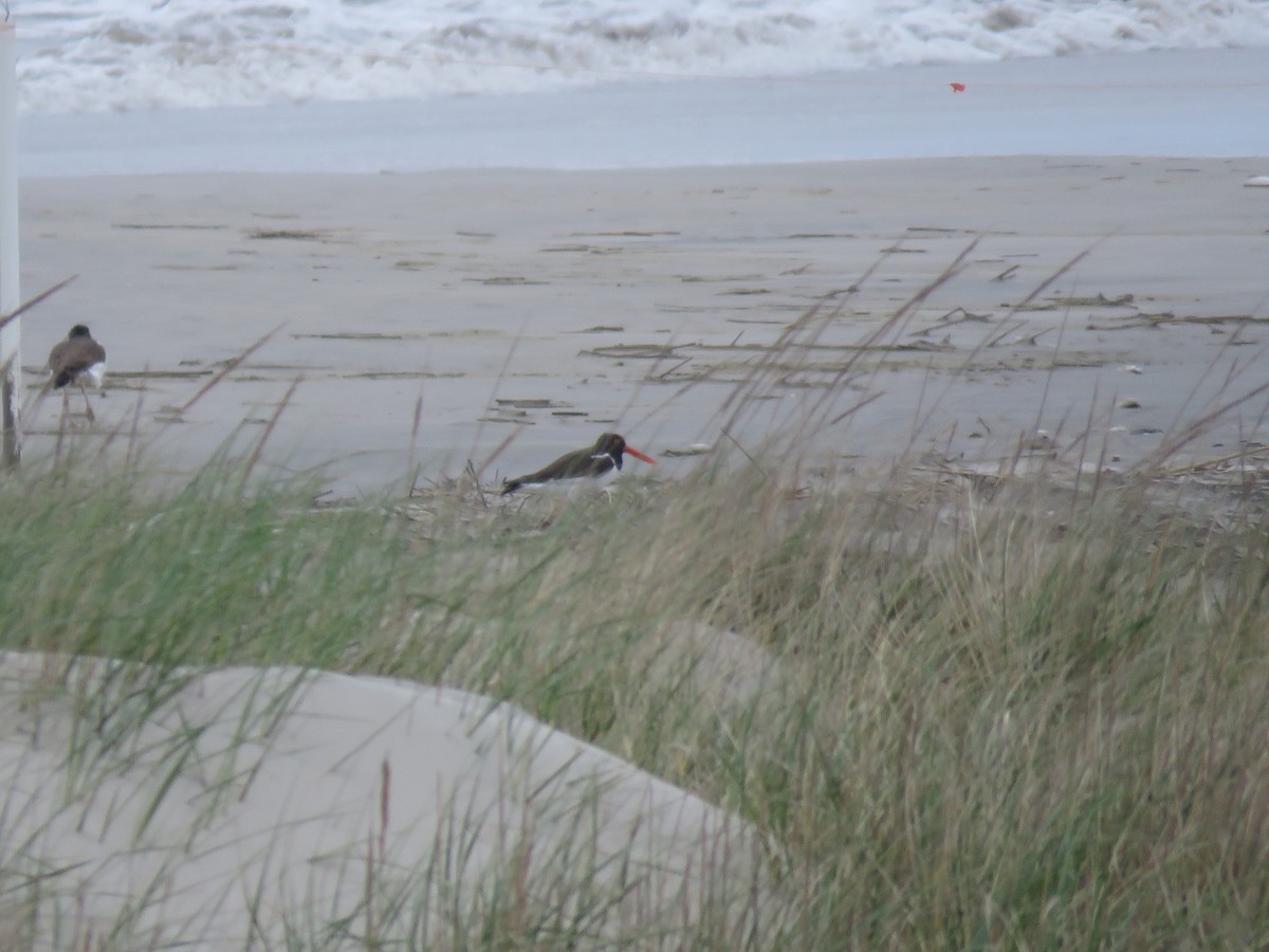 American Oystercatcher - Christine W.