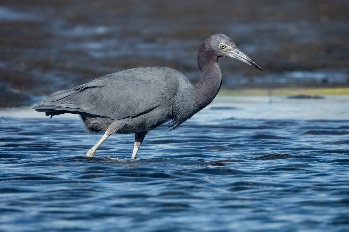 Little Blue Heron - Kellen Apuna