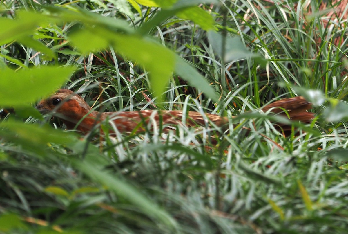 Chinese Bamboo-Partridge - Konstantin Akmarov