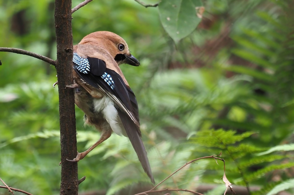 Eurasian Jay - ML619517583